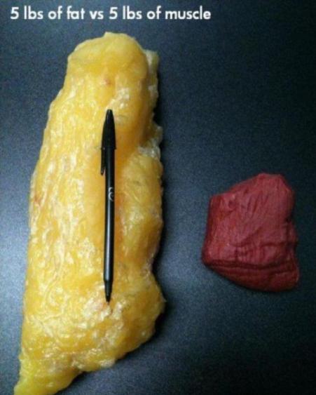 5-pounds-of-fat-vs-5-pounds-of-muscle-mass-comparison1